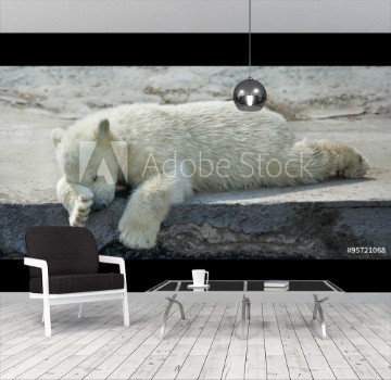 Picture of Sweet dreams of a polar bear cub The cute and cuddly animal baby which is going to be the most dangerous and biggest beast of the world Careless childhood of a live plush teddy